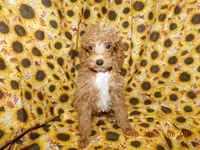 Maggie's boy 3, a male Poodle - Toy  for sale in Carleton, MI – 4 of 4