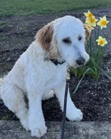 Milo, a male Bordoodle for sale in Aumsville, OR – Photo 3 of 7