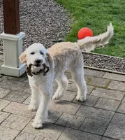 Milo, a male Bordoodle for sale in Aumsville, OR – Photo 7 of 7