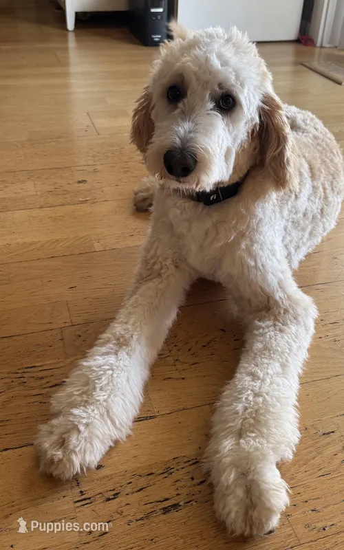 Milo – Bordoodle puppy for sale in Aumsville, OR