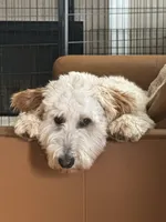 Milo, a male Bordoodle for sale in Aumsville, OR – Photo 5 of 7