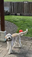Milo, a male Bordoodle for sale in Aumsville, OR – Photo 6 of 7