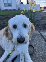 Milo, a male Bordoodle for sale in Aumsville, OR – Photo 4 of 7