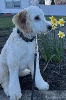 Milo, a male Bordoodle for sale in Aumsville, OR – Photo 2 of 7