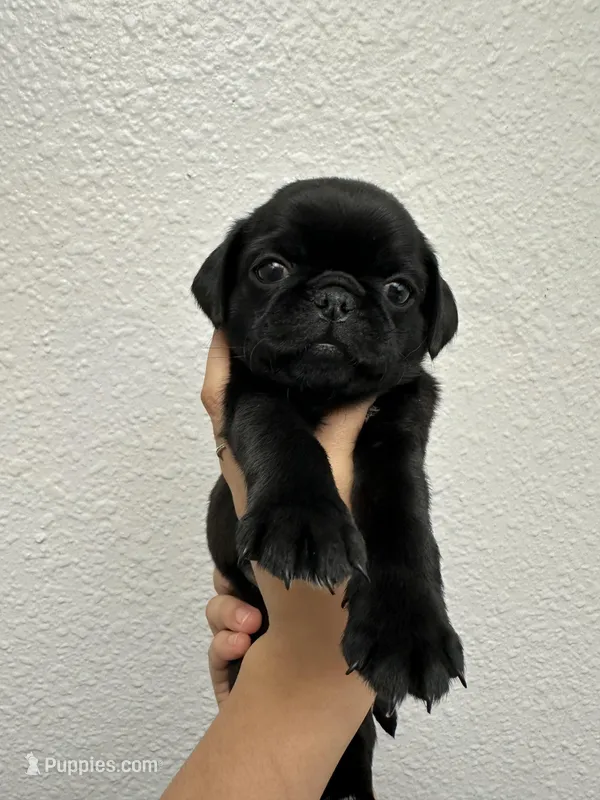. – Pug puppy for sale in Phoenix, AZ