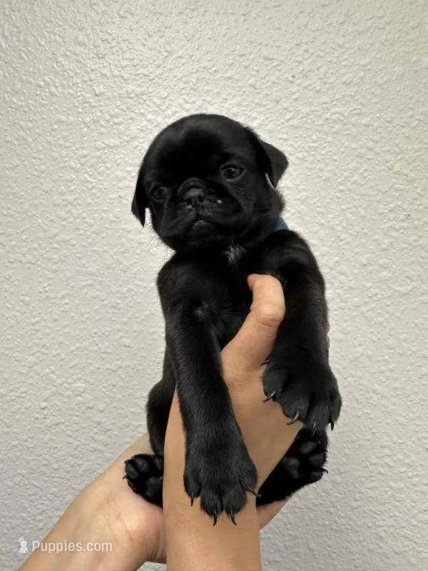 . – Pug puppy for sale in Phoenix, AZ