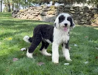 Snoopy Mini Sheepsdoodle 🐶, a male Poodle - Miniature  and Sheepadoodle for sale in Walnut Creek, OH – 6 of 7