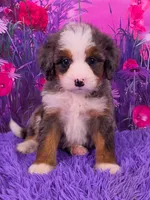 Keegan 🐶, a male Miniature Bernedoodle for sale in Walnut Creek, OH – 1 of 5