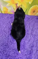 Huggins Mini Bernese 🐶, a male Bernese Mountain Dog and Cavalier King Charles Spaniel for sale in Walnut Creek, OH – Photo 4 of 4