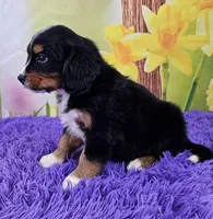 Huggins Mini Bernese 🐶, a male Bernese Mountain Dog and Cavalier King Charles Spaniel for sale in Walnut Creek, OH – Photo 3 of 4