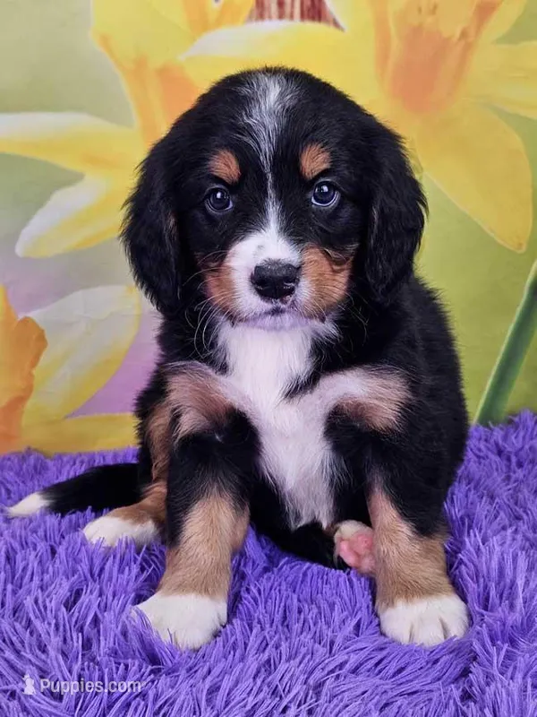 Huggins Mini Bernese 🐶 – Bernese Mountain Dog, Cavalier King Charles Spaniel puppy for sale in Walnut Creek, OH
