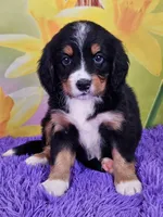Huggins Mini Bernese 🐶, a male Bernese Mountain Dog and Cavalier King Charles Spaniel for sale in Walnut Creek, OH – Photo 1 of 4