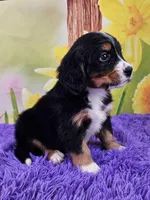 Huggins Mini Bernese 🐶, a male Bernese Mountain Dog and Cavalier King Charles Spaniel for sale in Walnut Creek, OH – Photo 2 of 4