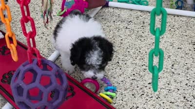 Confetti, a female Poodle - Miniature  for sale in Walnut Creek, OH – 4 of 6
