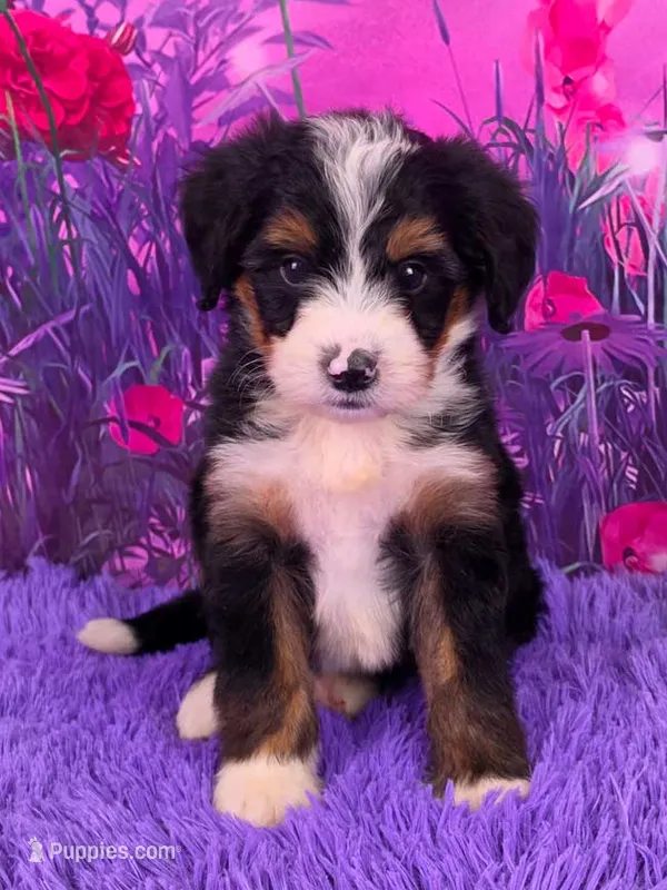 Niles Mini Bernedoodle 🐶 – Miniature Bernedoodle puppy for sale in Walnut Creek, OH