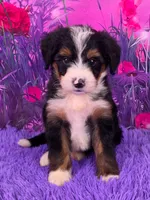 Niles Mini Bernedoodle 🐶, a male Miniature Bernedoodle for sale in Walnut Creek, OH – 1 of 7