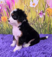 Willow, a female Miniature Bernedoodle for sale in Walnut Creek, OH – 3 of 5