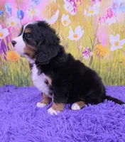 Scottie (Mini Bernese) 🐶, a male Bernese Mountain Dog and Cavalier King Charles Spaniel for sale in Walnut Creek, OH – 4 of 8