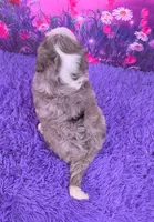 Hubert 🐶, a male Miniature Bernedoodle for sale in Walnut Creek, OH – 4 of 5