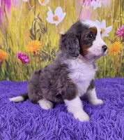 Tulip, a female Miniature Bernedoodle for sale in Walnut Creek, OH – 3 of 6
