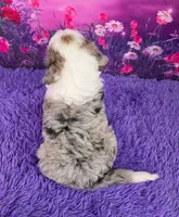 Smokey Mini Sheepadoodle 🐶, a male Poodle - Miniature  and Sheepadoodle for sale in Walnut Creek, OH – 4 of 7