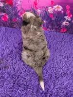 Nellie Mini Bernedoodle 🐶, a female Miniature Bernedoodle for sale in Walnut Creek, OH – 4 of 7