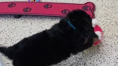 Scottie (Mini Bernese) 🐶, a male Bernese Mountain Dog and Cavalier King Charles Spaniel for sale in Walnut Creek, OH – 6 of 8