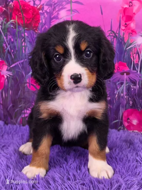 Sundae Mini Bernese – Bernese Mountain Dog, Cavalier King Charles Spaniel puppy for sale in Walnut Creek, OH