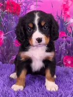 Sundae Mini Bernese, a female Bernese Mountain Dog and Cavalier King Charles Spaniel for sale in Walnut Creek, OH – 1 of 7