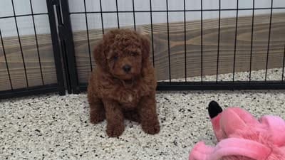 Emma, a female Poodle - Miniature  for sale in Walnut Creek, OH – 4 of 6