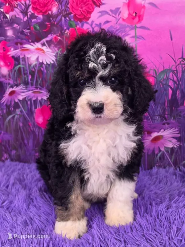 Stella Mini Sheepadoodle 🐶 – Poodle - Miniature , Sheepadoodle puppy for sale in Walnut Creek, OH