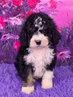 Stella Mini Sheepadoodle 🐶, a female Poodle - Miniature  and Sheepadoodle for sale in Walnut Creek, OH – 1 of 7