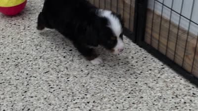 Liam Mini Bernese 🐶, a male Bernese Mountain Dog and Cavalier King Charles Spaniel for sale in Walnut Creek, OH – 5 of 7
