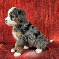 Brinley Mini., a female Miniature Bernedoodle for sale in Walnut Creek, OH – Photo 3 of 6