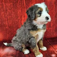 Brinley Mini., a female Miniature Bernedoodle for sale in Walnut Creek, OH – Photo 2 of 6