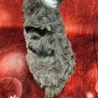 Brinley Mini., a female Miniature Bernedoodle for sale in Walnut Creek, OH – Photo 4 of 6