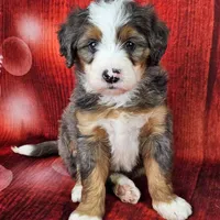 Brinley Mini., a female Miniature Bernedoodle for sale in Walnut Creek, OH – Photo 1 of 6
