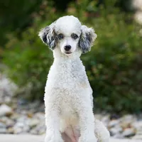 Brinley Mini., a female Miniature Bernedoodle for sale in Walnut Creek, OH – Photo 6 of 6