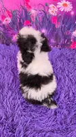 Cookie, a male Poodle - Miniature  for sale in Walnut Creek, OH – 4 of 7