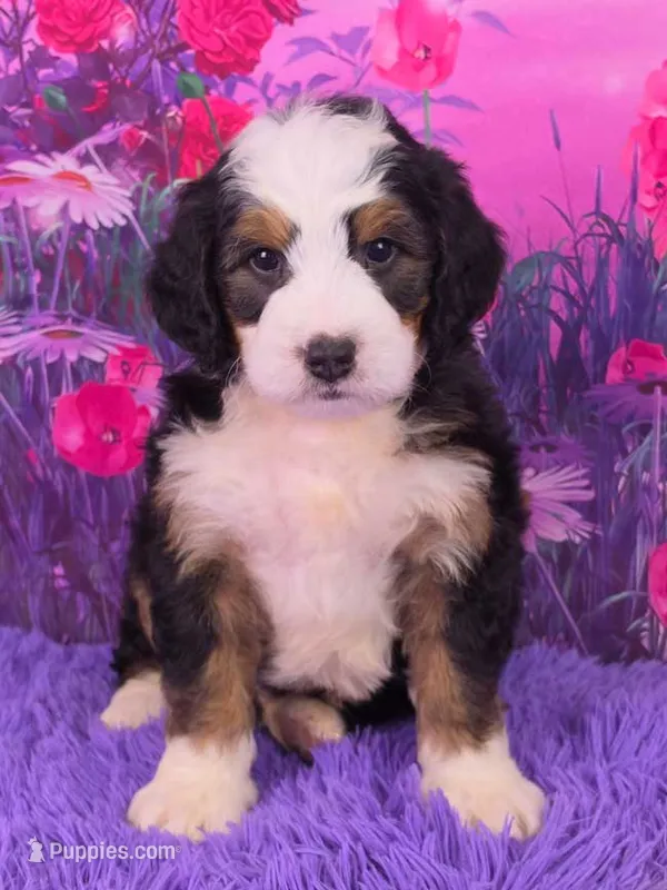 Hendrix 🐶 – Miniature Bernedoodle puppy for sale in Walnut Creek, OH