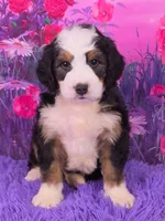Hendrix 🐶, a male Miniature Bernedoodle for sale in Walnut Creek, OH – 1 of 5