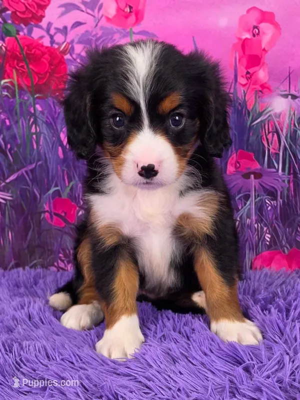 Leyla Mini Bernese 🐶 – Bernese Mountain Dog, Cavalier King Charles Spaniel puppy for sale in Walnut Creek, OH