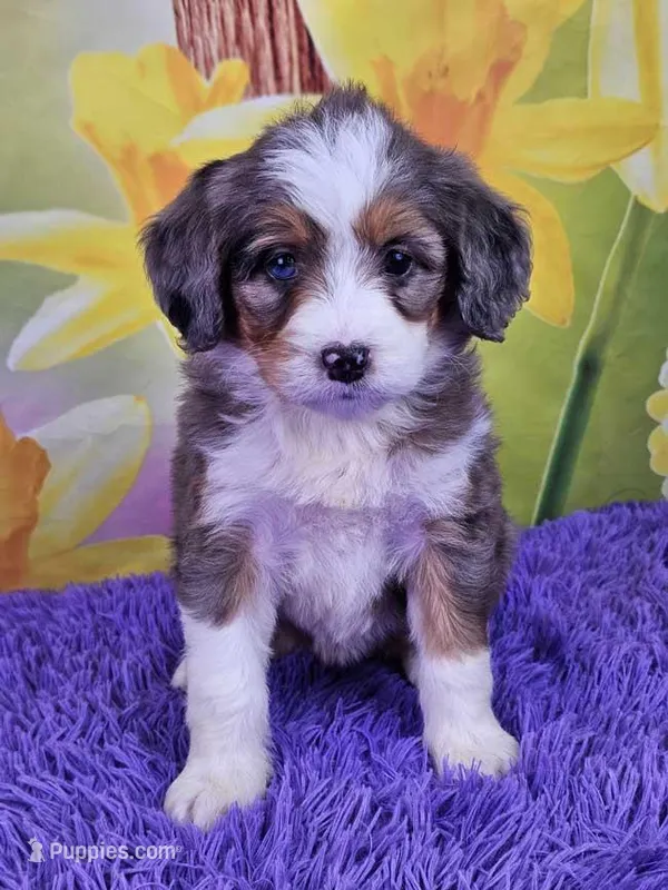 Britni – Miniature Bernedoodle puppy for sale in Walnut Creek, OH