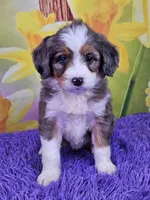 Britni, a female Miniature Bernedoodle for sale in Walnut Creek, OH – Photo 1 of 4