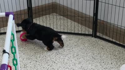 Nina Mini Bernese 🐶, a female Bernese Mountain Dog and Cavalier King Charles Spaniel for sale in Walnut Creek, OH – 7 of 7