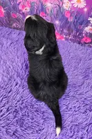 Romeo (Mini Bernese) 🐶, a male Bernese Mountain Dog and Cavalier King Charles Spaniel for sale in Walnut Creek, OH – 4 of 7
