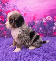 Kai 🐶, a male Miniature Bernedoodle for sale in Walnut Creek, OH – 3 of 5