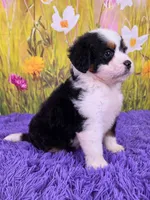 Meadow, a female Miniature Bernedoodle for sale in Walnut Creek, OH – 2 of 5