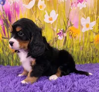 Savannah (Mini Bernese) 🐶, a female Bernese Mountain Dog and Cavalier King Charles Spaniel for sale in Walnut Creek, OH – 3 of 7