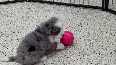 Posy, a female Miniature Bernedoodle for sale in Walnut Creek, OH – 5 of 5